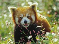 Red panda