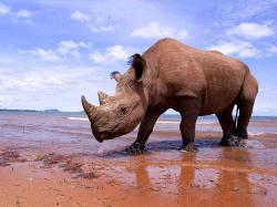 free Rhinoceros wallpaper wallpapers download