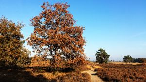 Loonse en Drunense Duinen