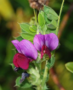 Vicia April 2008-1.jpg