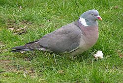 Wood Pigeon 600.jpg