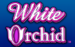 logo white orchid igt 