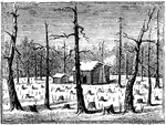 "Scene at the Cowpens. This name is derived from the cirumstance that, some years prior to the Revolution, before this section of country was settled, some persons in Camden (then called Pine-tree) employed two men to go up to the Thicketty Mountain, and in the grassy intervales among the hills, raise cattle. As a compensation, they were allowed the entire use of the cows during the summer for making butter and cheese, and the steers for tilling labor. In the fall, large numbers of the fattest cattle would be driven down to Camden to be slaughtered for beef, on account of the owners. This region, so favorable for rearing cows, on account of the grass and fine springs, was consequently called <em>The Cowpens</em>. The field was covered with blasted pines, stumps, and stocks of indian corn, and had a most dreary appearance."&mdash;Lossing, 1851