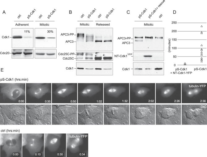 An external file that holds a picture, illustration, etc.
Object name is pbio.0050123.g005.jpg