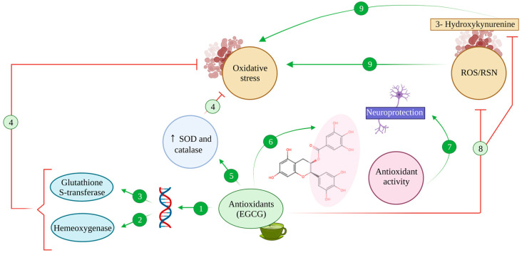 An external file that holds a picture, illustration, etc.
Object name is antioxidants-12-01460-g003.jpg