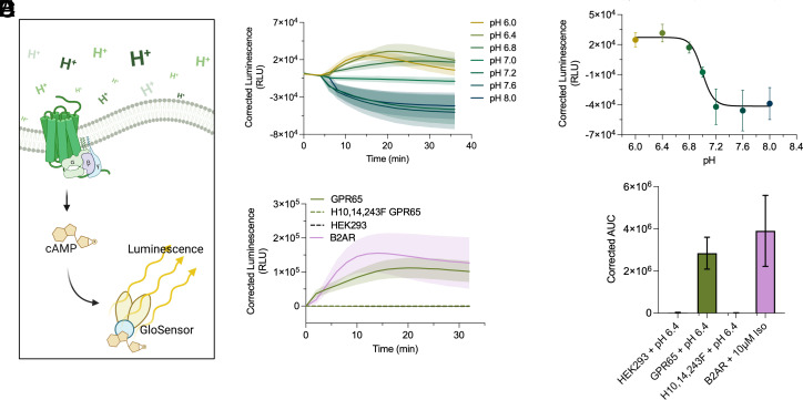 An external file that holds a picture, illustration, etc.
Object name is pnas.2302823120fig01.jpg