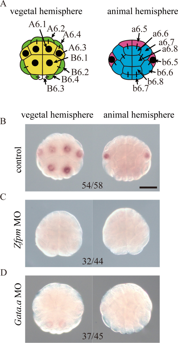 An external file that holds a picture, illustration, etc.
Object name is pgen.1010953.g001.jpg