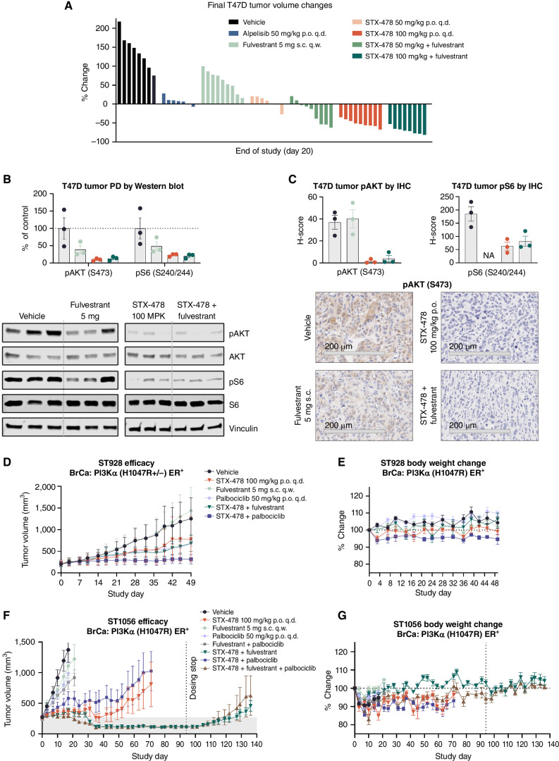 Figure 6. STX-478 combination therapies in ER+ breast cancer models with fulvestrant and palbociclib. A, T47D xenograft tumors were established in female NOD scid gamma immunodeficient (NSG) mice. When tumors reached approximately 200 mm3, mice were randomized and treated as indicated (p.o., oral administration; q.d., daily; q.w., weekly; s.c., subcutaneous injection). Data represent the percent change in tumor volume of individual tumors on day 20 relative to randomization. B and C, NSG mice bearing T47D tumors were given a single dose of vehicle or compound(s) as indicated. Tumors were harvested 4 hours after STX-478 and 24 hours after fulvestrant for Western blot of pAKT (S473) and S6 (S240/244; B), and IHC of pAKT (S473; C). AKT and S6, and pS6 and pAKT (S473) groups were blotted and analyzed together. All samples for a given protein were run on the same gel. A representative vinculin blot is shown. For clarity, images were cropped to remove other compounds. Representative 20  IHC images are shown with a 200- m scale bar. D, ST-928 xenograft tumors were established in BALB/c nude mice and randomized to indicated treatment groups when tumors reached  210 mm3. BrCa, breast cancer. E, Percent change in body weight for D. F, ST1056 xenograft tumors were established in BALB/c nude mice. Mice were randomized to treatment groups as indicated when tumors reached approximately 260 mm3. Mice were treated for 94 days or until removal from the study due to tumor volume. After 94 days, treatment was ended, and tumors were monitored for regrowth. G, Percent change in body weight for F.