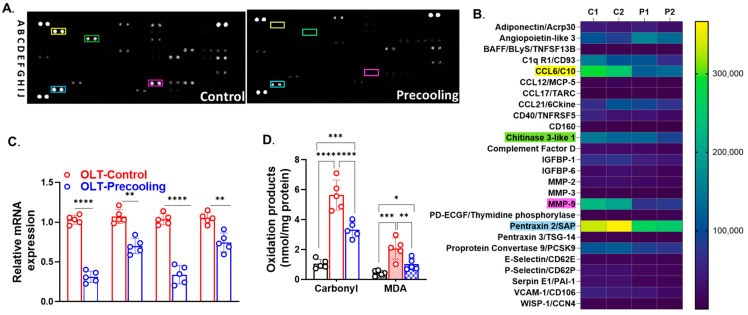 An external file that holds a picture, illustration, etc.
Object name is biomedicines-12-01475-g005.jpg