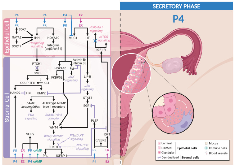 An external file that holds a picture, illustration, etc.
Object name is cells-13-01236-g004.jpg