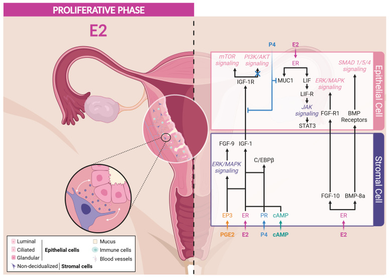 An external file that holds a picture, illustration, etc.
Object name is cells-13-01236-g003.jpg