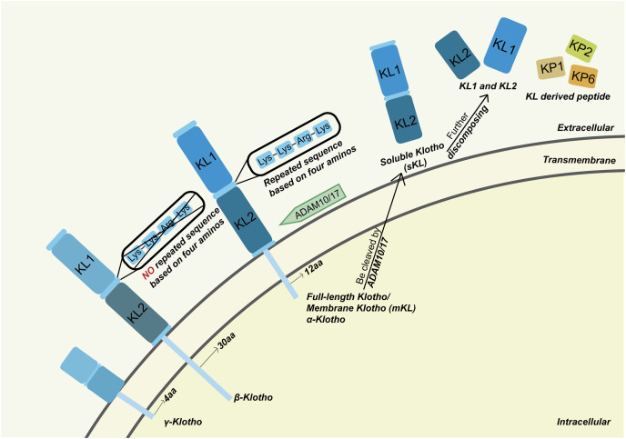 An external file that holds a picture, illustration, etc.
Object name is peerj-12-18269-g001.jpg