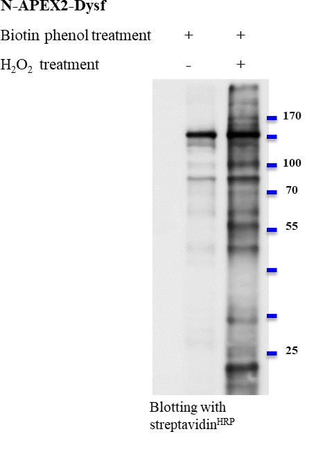 An external file that holds a picture, illustration, etc.
Object name is BioProtoc-14-20-5090-g003.jpg