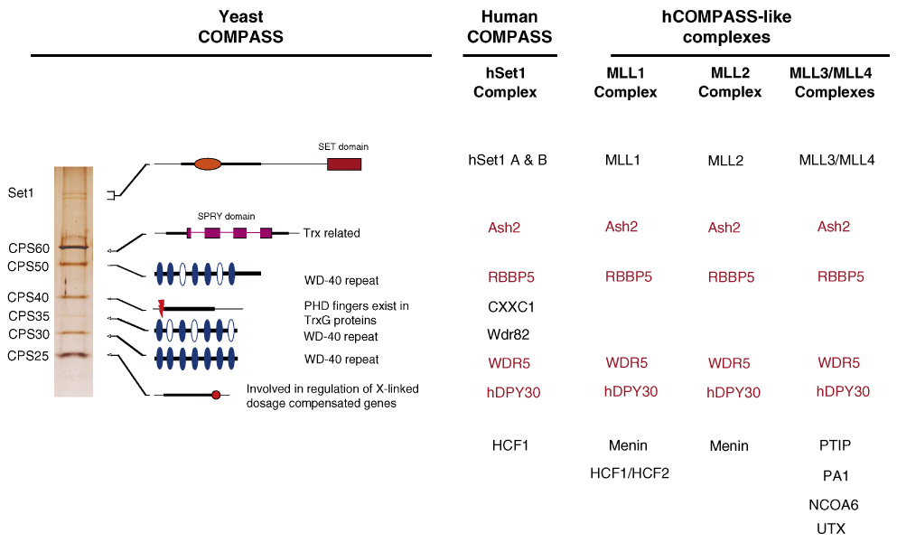 An external file that holds a picture, illustration, etc.
Object name is nihms55465f2.jpg