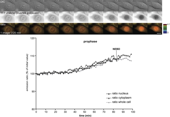 An external file that holds a picture, illustration, etc.
Object name is JCB_200909144_RGB_Fig3.jpg