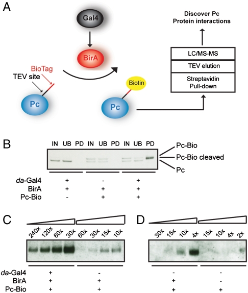 An external file that holds a picture, illustration, etc.
Object name is pnas.1007916108fig1.jpg