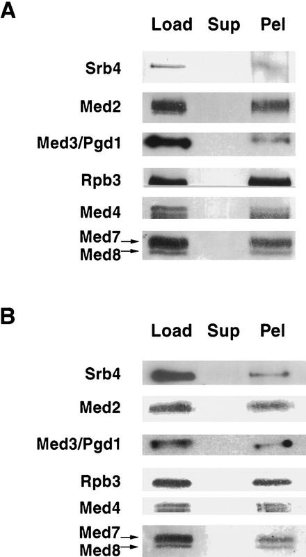 An external file that holds a picture, illustration, etc.
Object name is gad.4f5.jpg