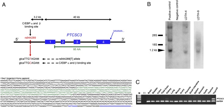 An external file that holds a picture, illustration, etc.
Object name is pnas.1205654109fig01.jpg