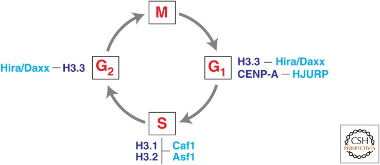 An external file that holds a picture, illustration, etc.
Object name is cshperspect-EPI-019372_F3.jpg