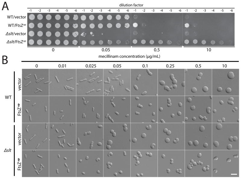 An external file that holds a picture, illustration, etc.
Object name is nihms642619f5.jpg