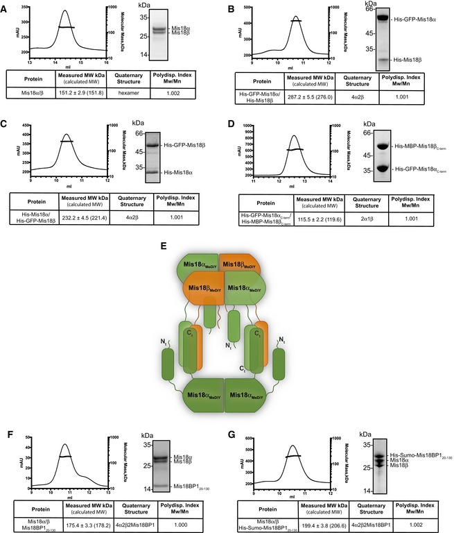 An external file that holds a picture, illustration, etc.
Object name is EMBR-18-894-g006.jpg