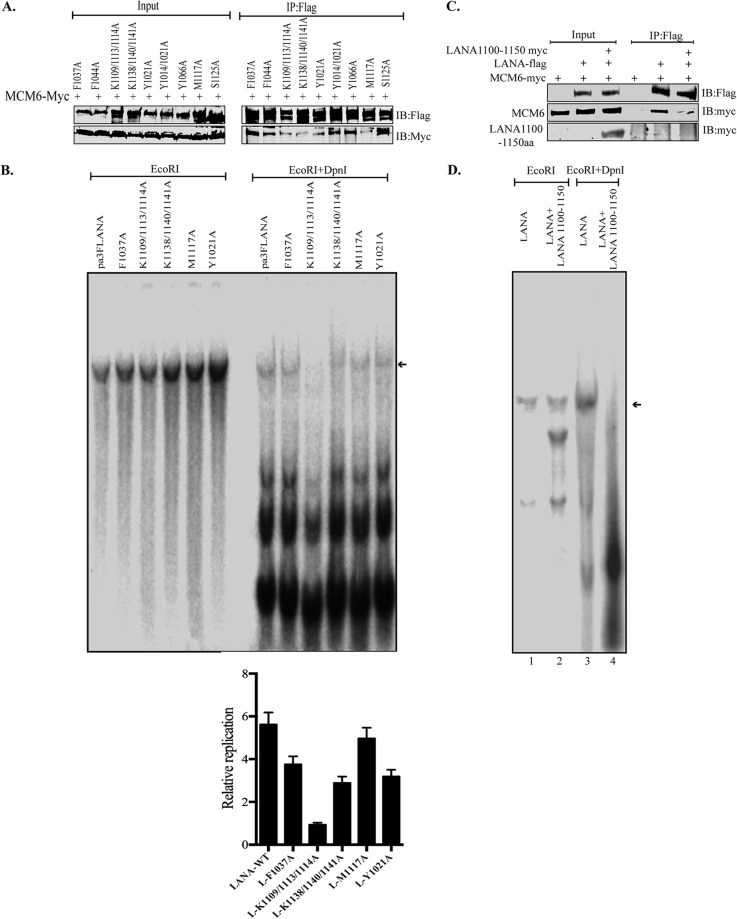 An external file that holds a picture, illustration, etc.
Object name is JVI.02256-18-f0004.jpg