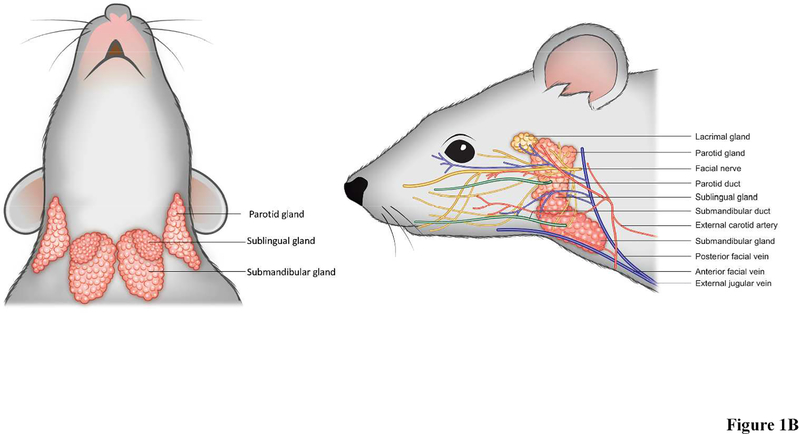 Anatomical Location Of Human Major Salivary Glands An - vrogue.co