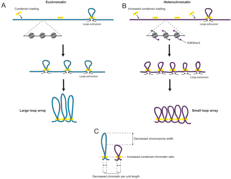 An external file that holds a picture, illustration, etc.
Object name is elife-57212-fig7.jpg