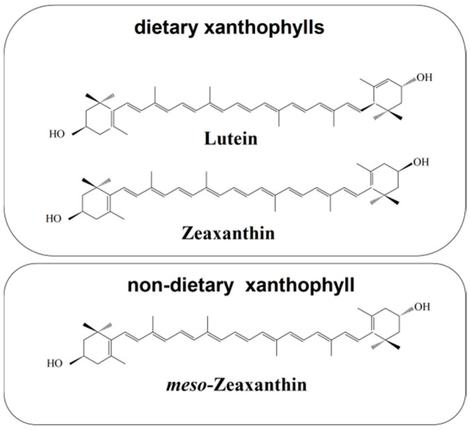 An external file that holds a picture, illustration, etc.
Object name is nutrients-12-01333-g001.jpg