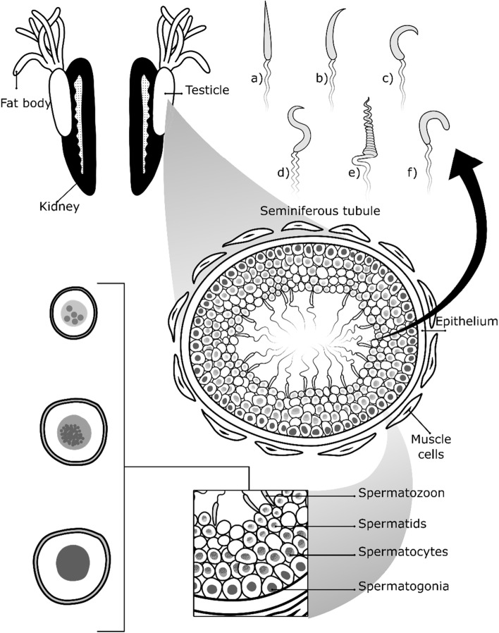 An external file that holds a picture, illustration, etc.
Object name is 40851_2023_201_Fig5_HTML.jpg