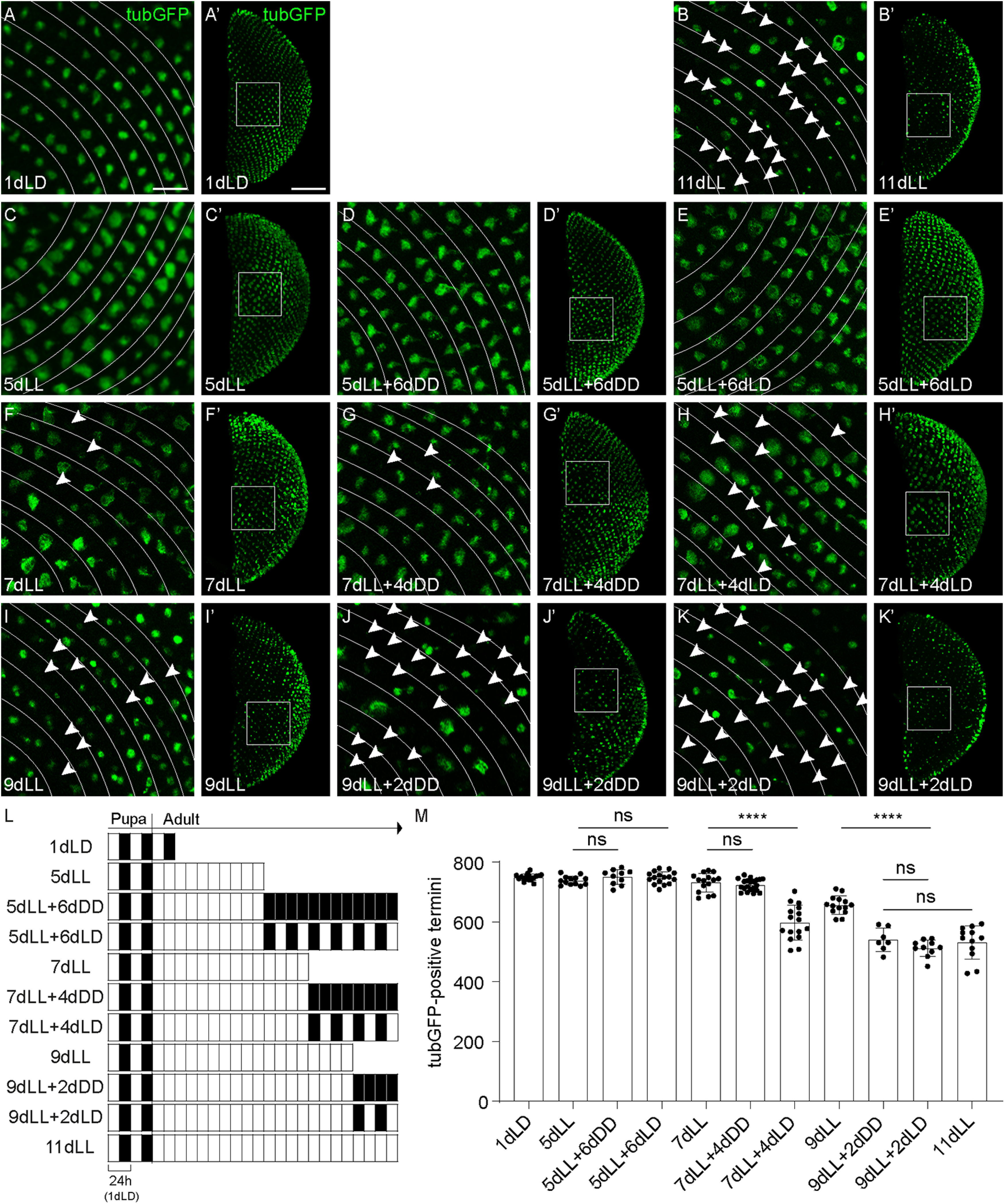 An external file that holds a picture, illustration, etc.
Object name is SN-JNSJ220306F005.jpg