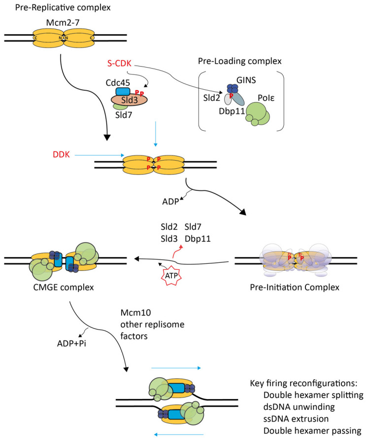 An external file that holds a picture, illustration, etc.
Object name is biology-11-00827-g001.jpg