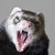 TheFuriousFerret thumbnail