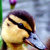 ducklingfromgomsk thumbnail