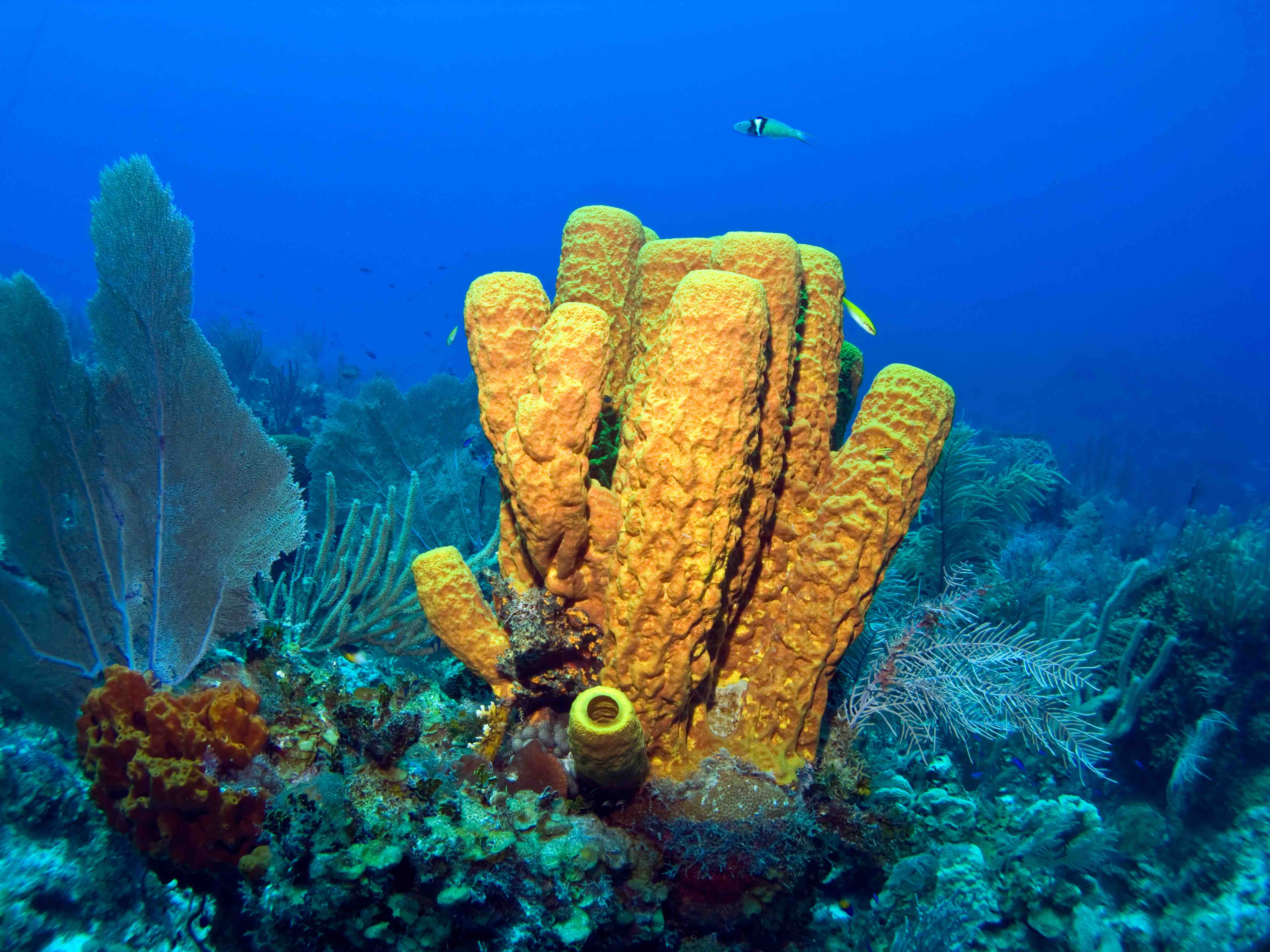 Sea Sponges Facts