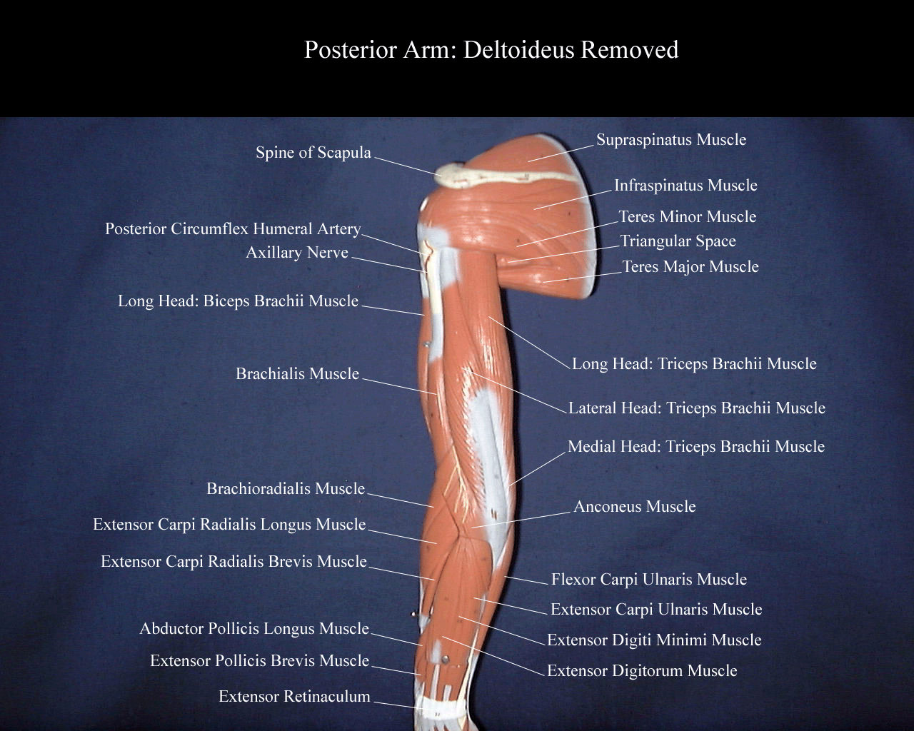 Bicep Muscle Model