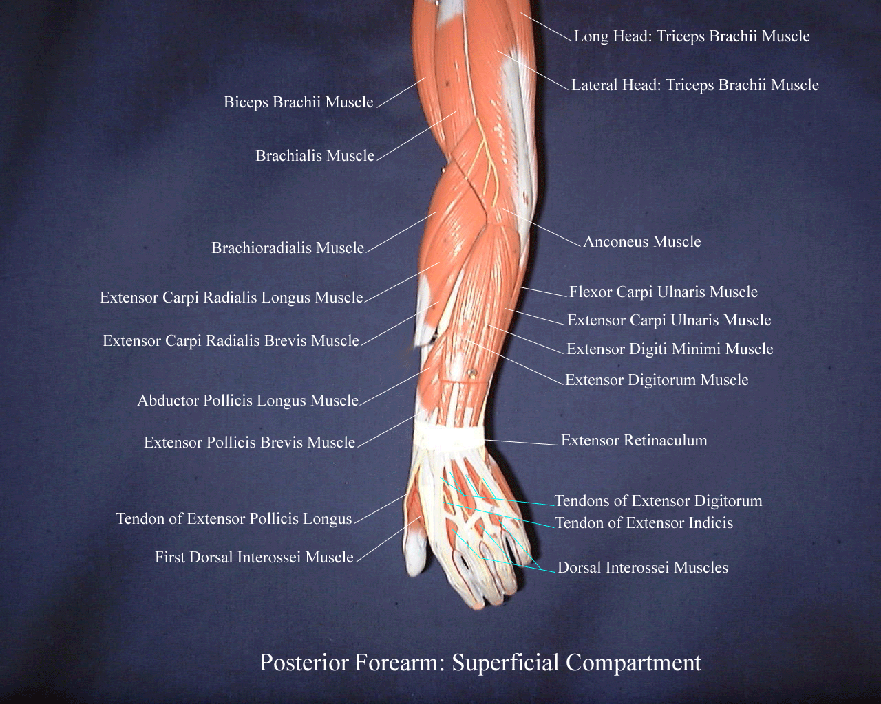 Posterior Forearm Muscles Labeled | vlr.eng.br