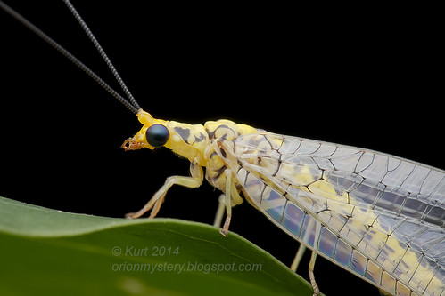 Italochrysa cf. insignis _MG_4518 copy