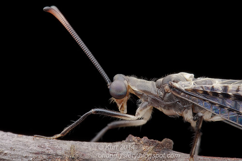 Antlion Dendroleon sp. IMG_9366 copy