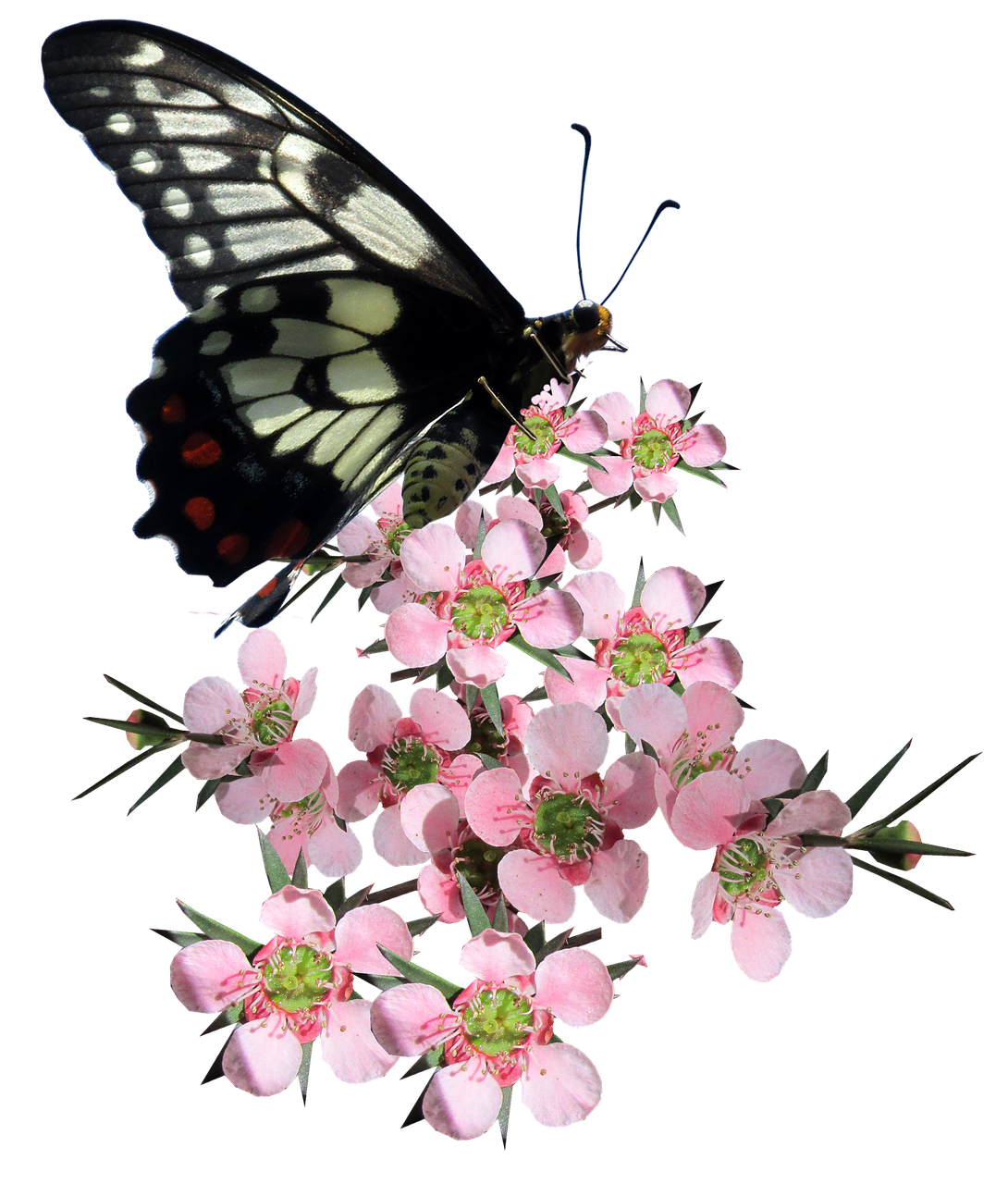 A Butterfly On A Flower