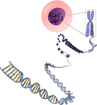 A Close-up Of Dna Strands