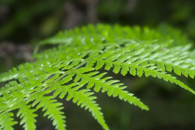 Are Ostrich Ferns Invasive