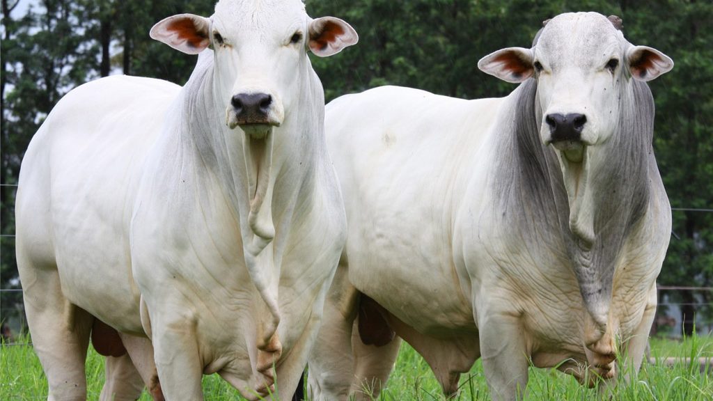 Boi (gado doméstico) é uma espécie de bovino do gênero Bos