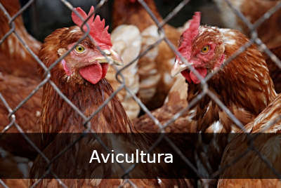 Avicultura