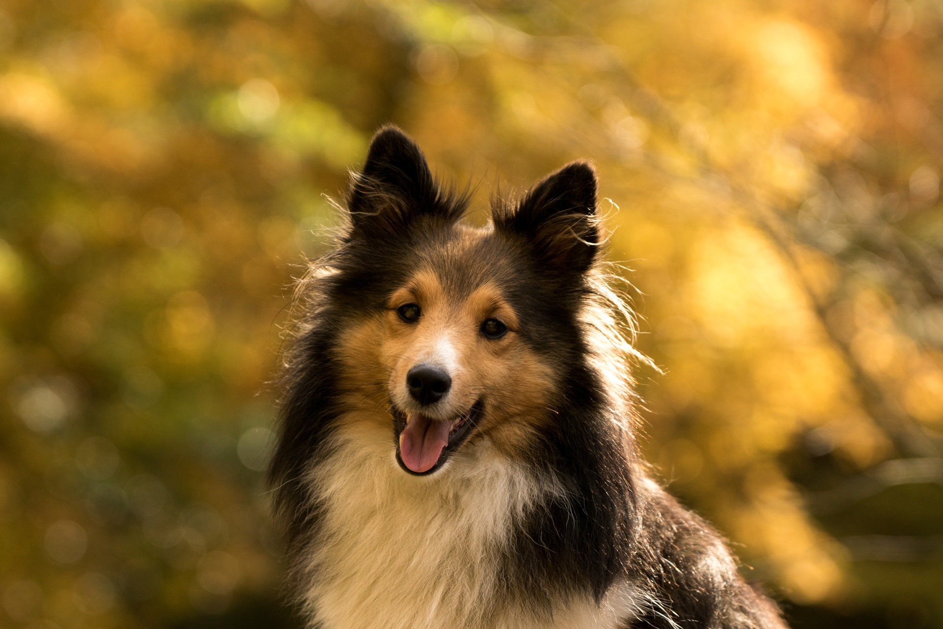 Pastor de shetland é um cão excelente em atividades de pastoreio