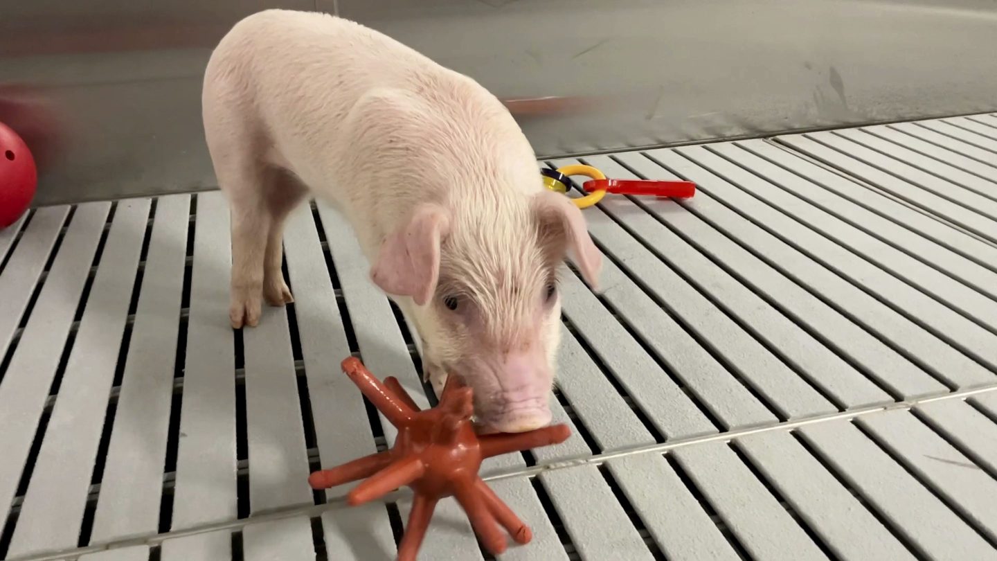 pig plays with toy