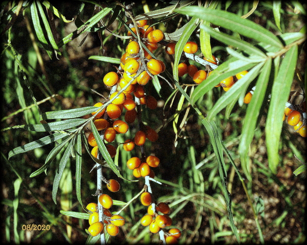 R a k y t n í k (Hippophae rhamnoides)