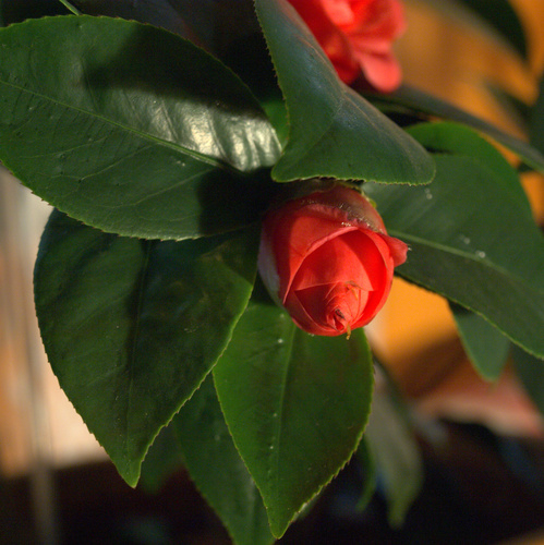 Camellia japonica 'Lady Campbell'