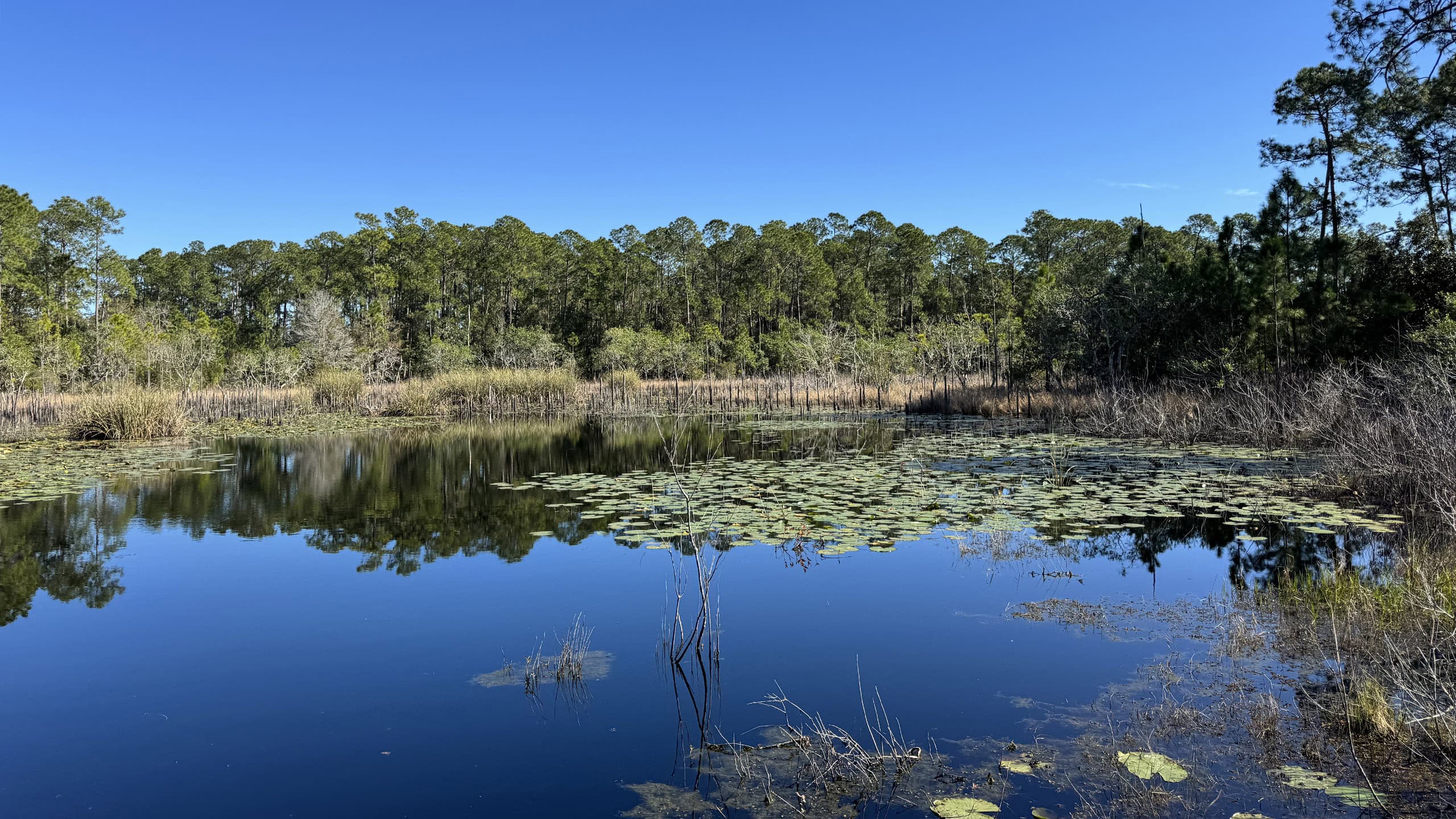 Open water and marshes on a blue lake