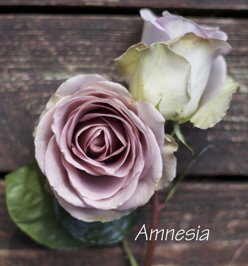 antique lavender rose